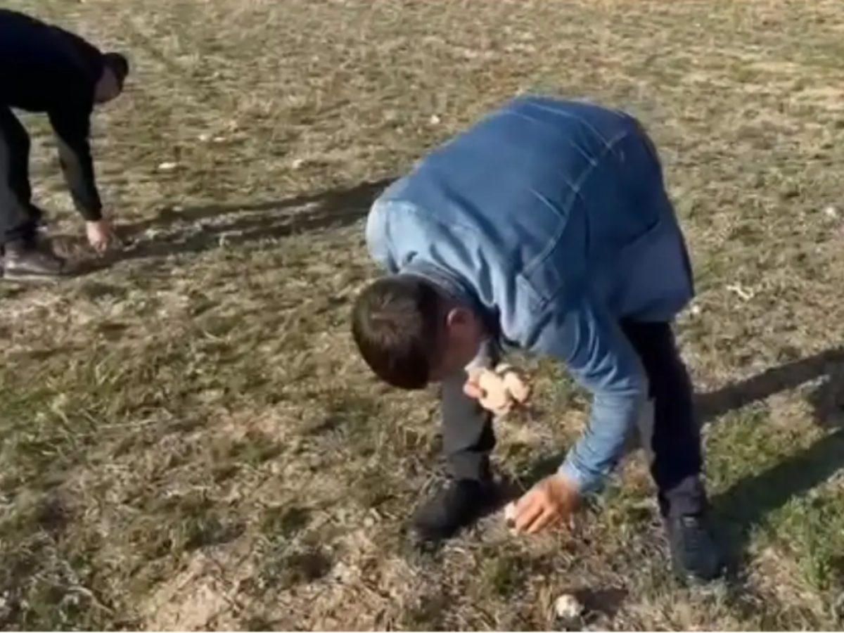 В Астане мороз! А в Шымкенте выросли грибы